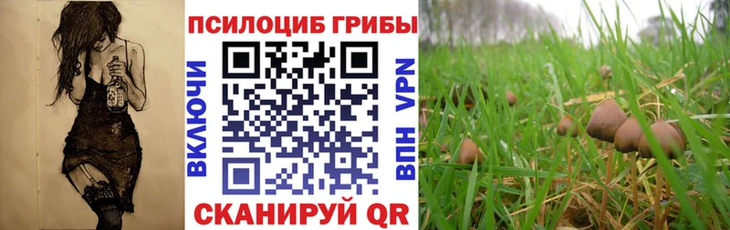 где купить наркоту  Самара  Псилоцибиновые грибы GOLDEN TEACHER 